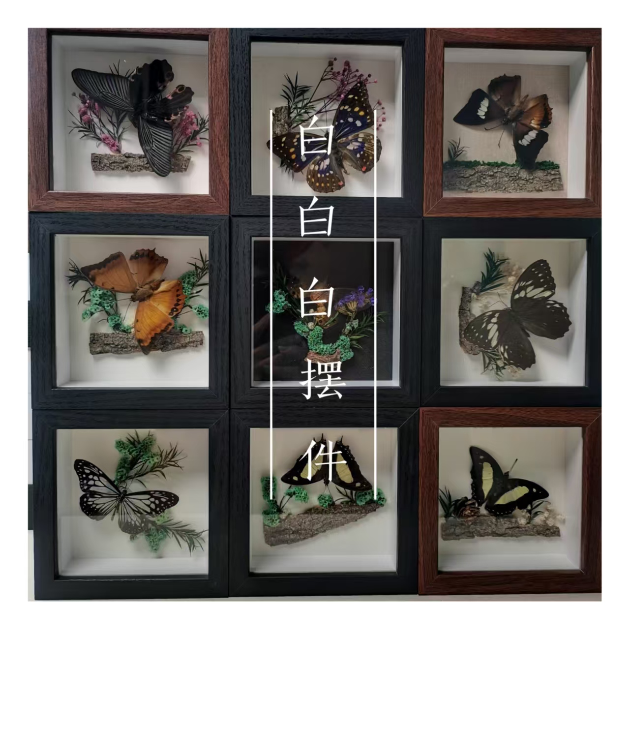【直拍链接】精品蝴蝶标本蝴蝶相框艺术轻奢挂饰摆台【直拍链接】
