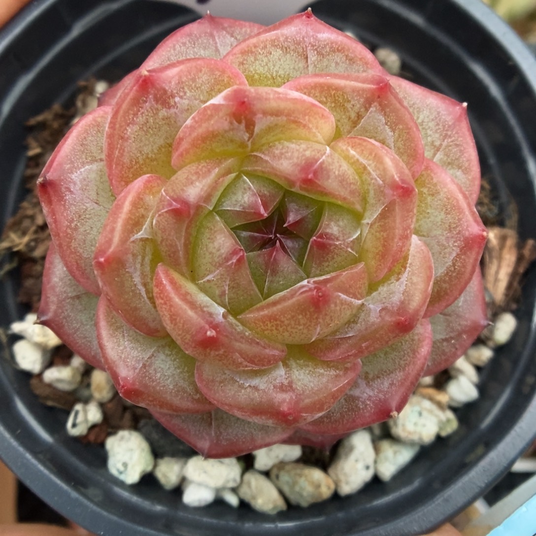 魅影珍妮可拍598号。  