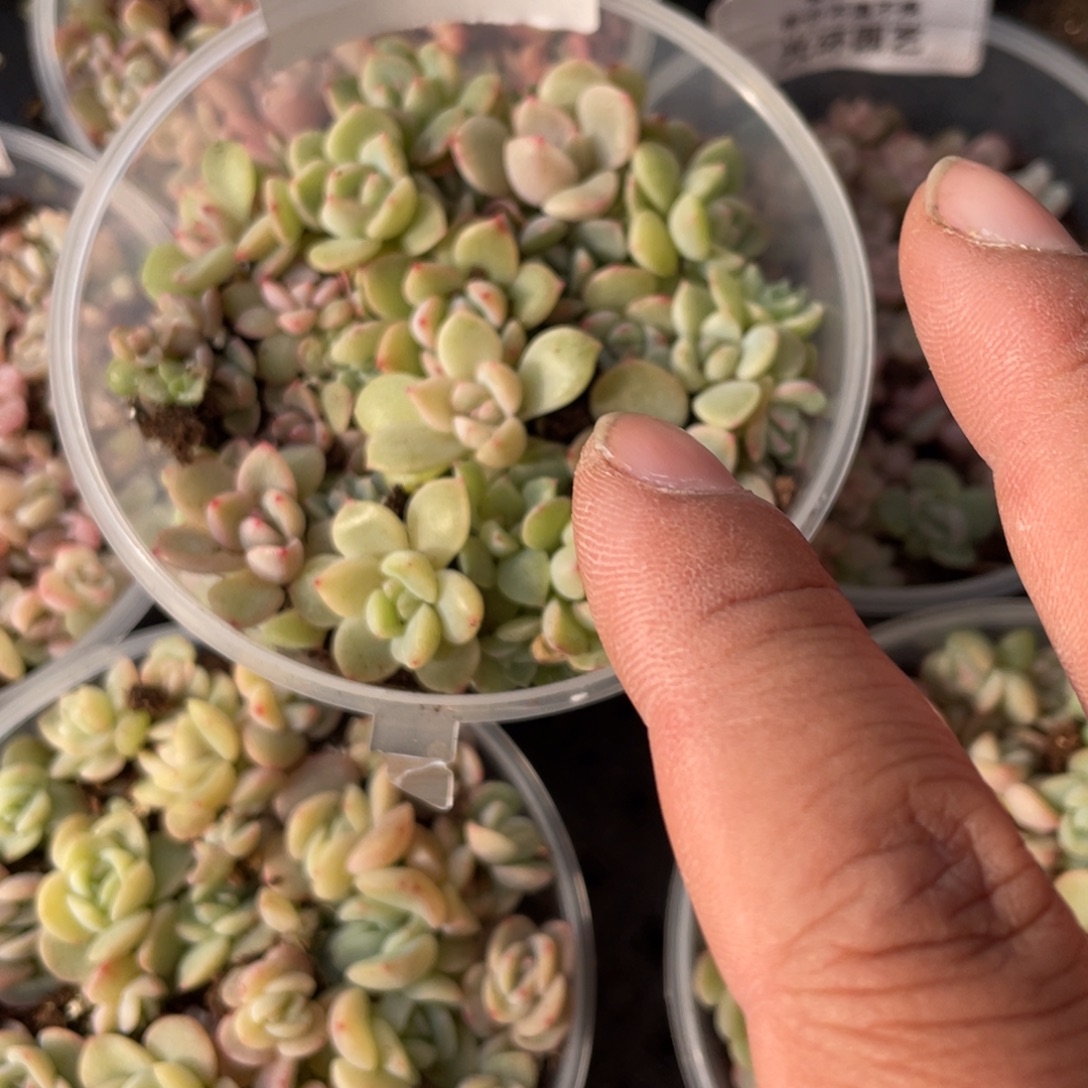 2号甘露寺切糕福利