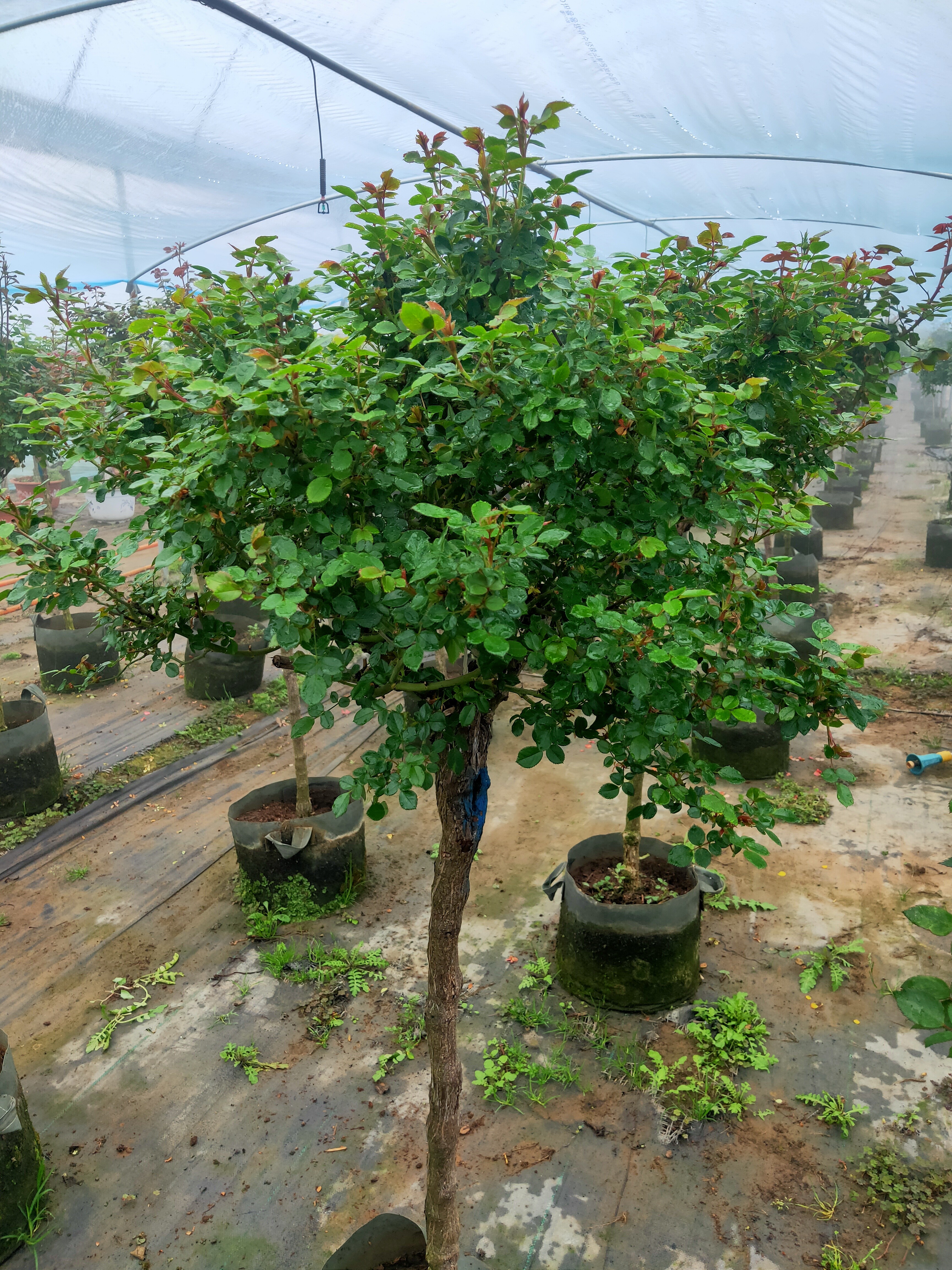 欧月棒棒糖多色庭院植物阳台