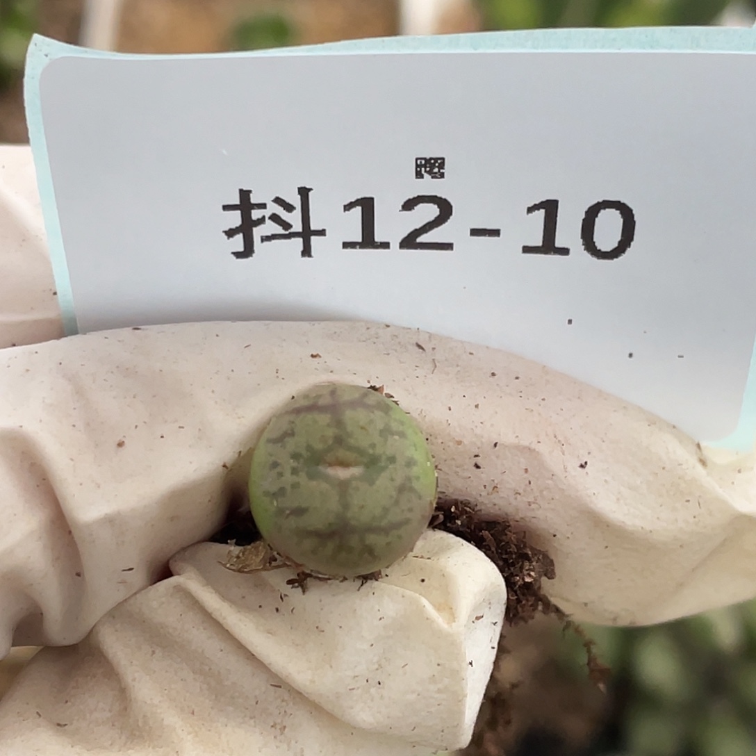 12-10毛杂多肉植物