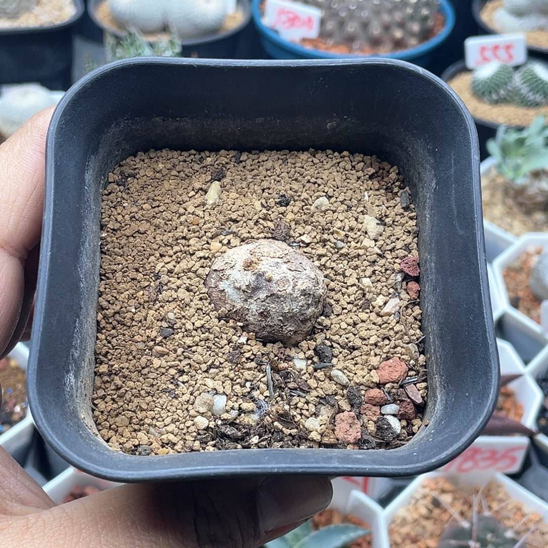 实生扫把头雾冰玉 致远多肉