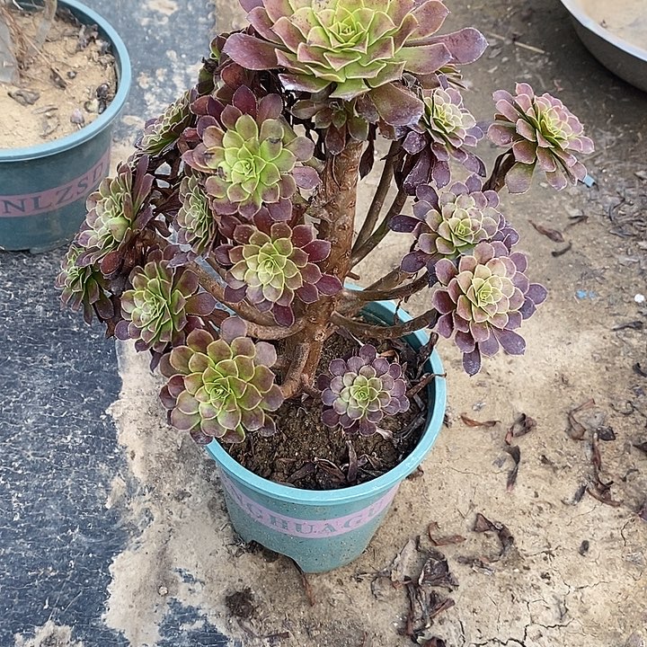 黑桐68多肉植物法师法师