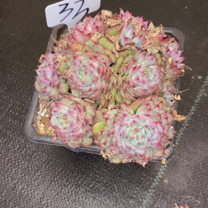 友家多肉一物一拍33