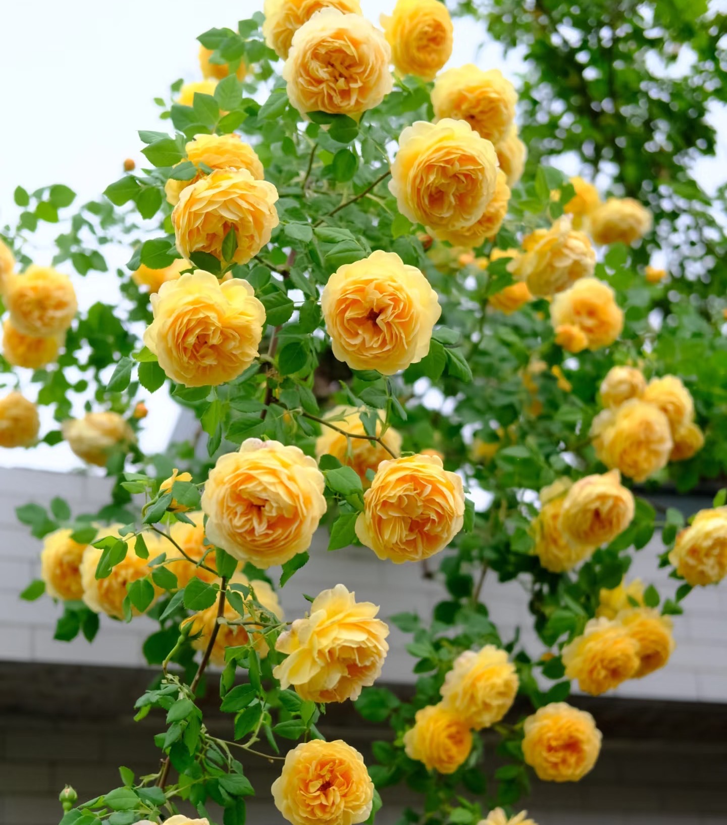 【黄金庆典】爬藤植物花苗花卉重瓣大花蔷薇阳台庭院四季开花