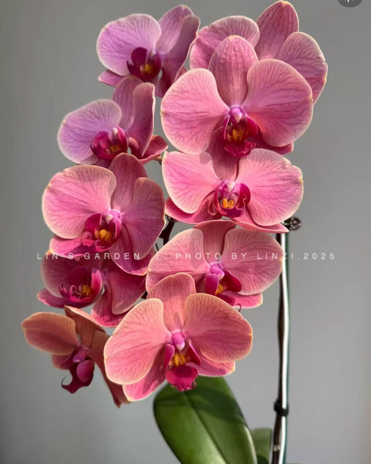 福利品【那博纳】带花少量花苞  3.0寸双花剑蝴蝶兰