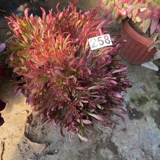 种****妹一颗多肉法师植物