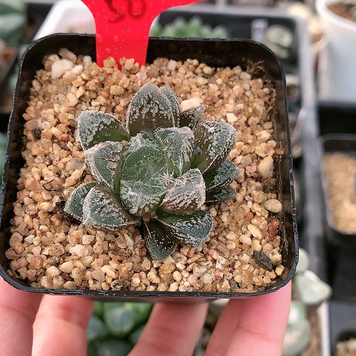 白帝城杂赤狐一物一拍