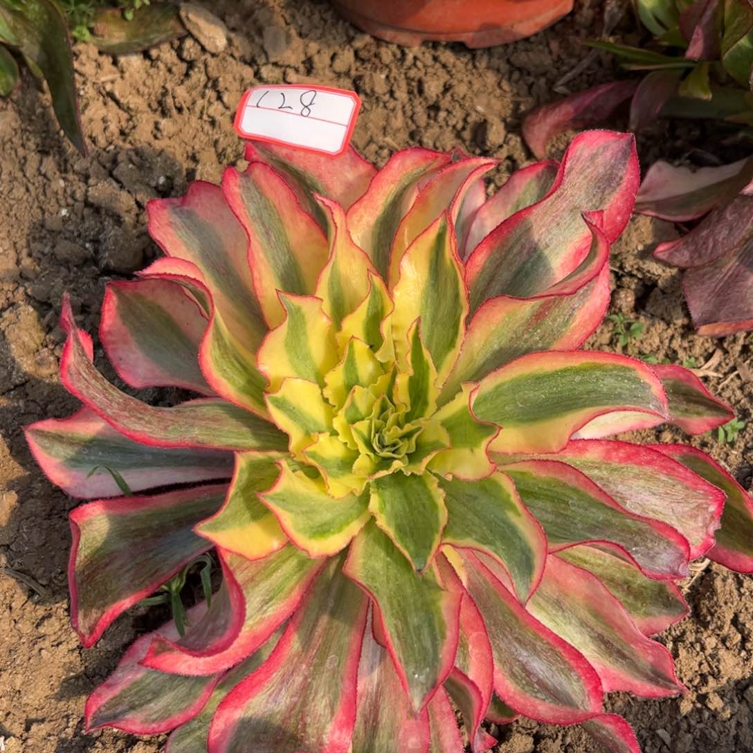 128多肉植物魅影