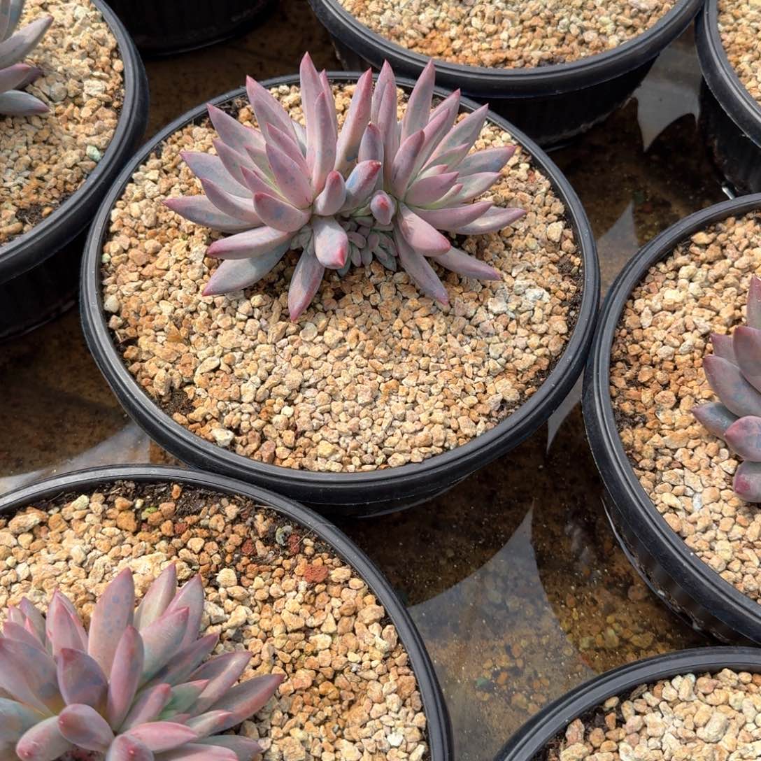 要***心虞美人，一物一拍