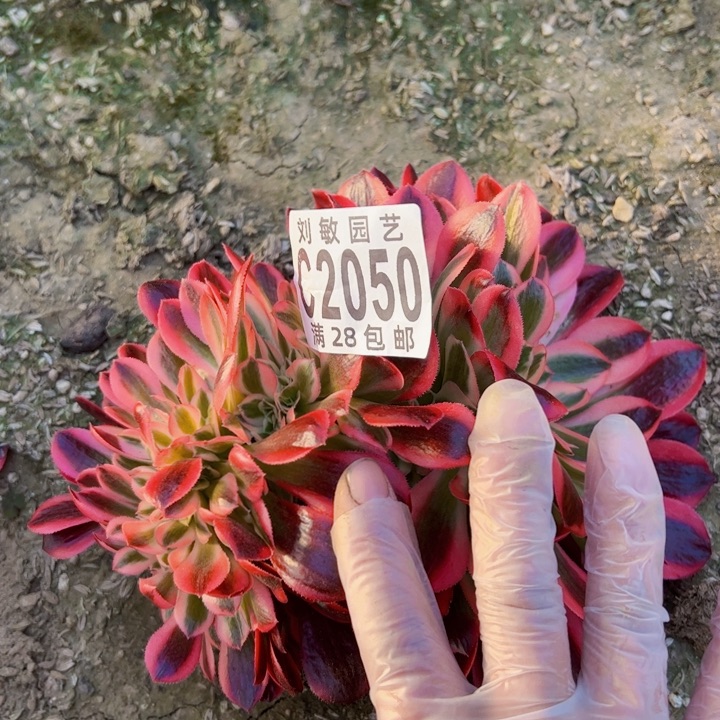 2050多肉植物法师法师