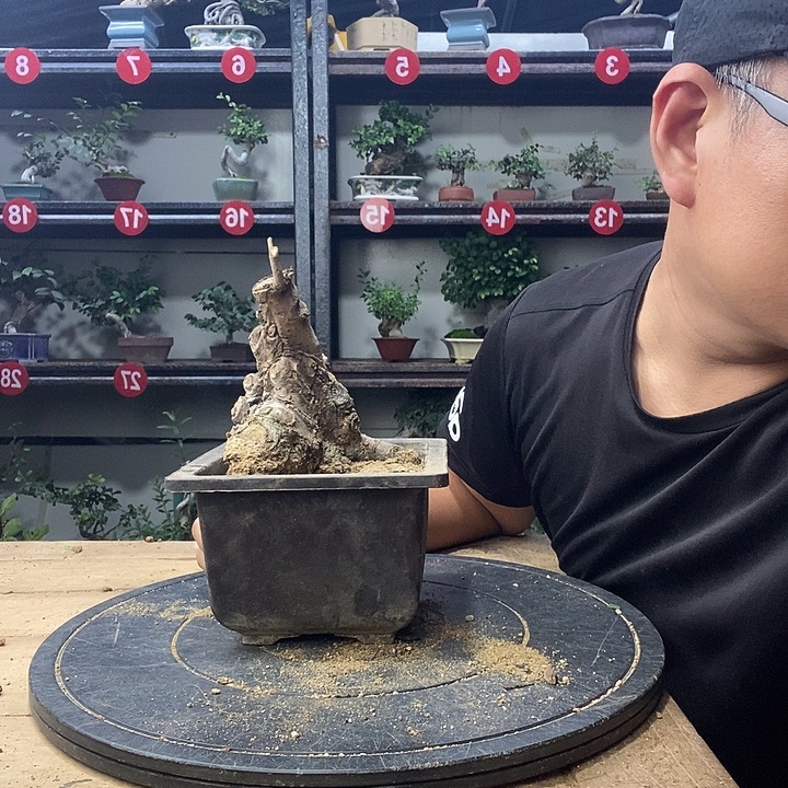果***心无花朵小叶榔榆一个