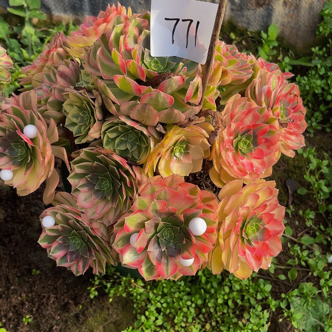 芳***旧多肉法师771号雨河发货