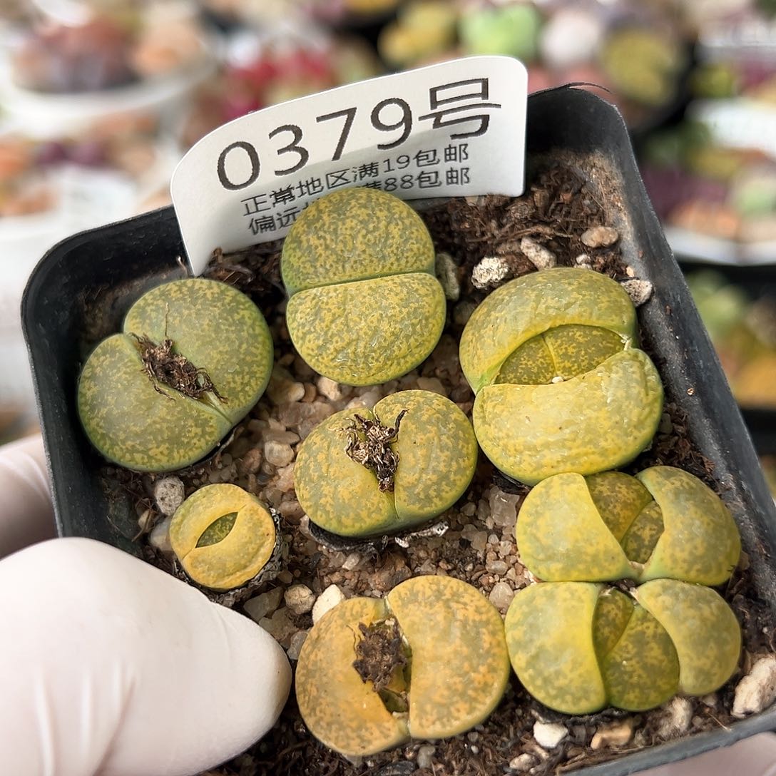 好养易活生石花大母本0379