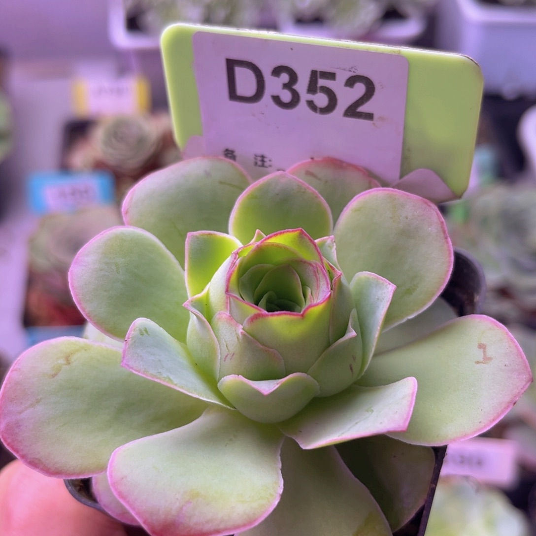 金陵玫瑰一物一拍D352