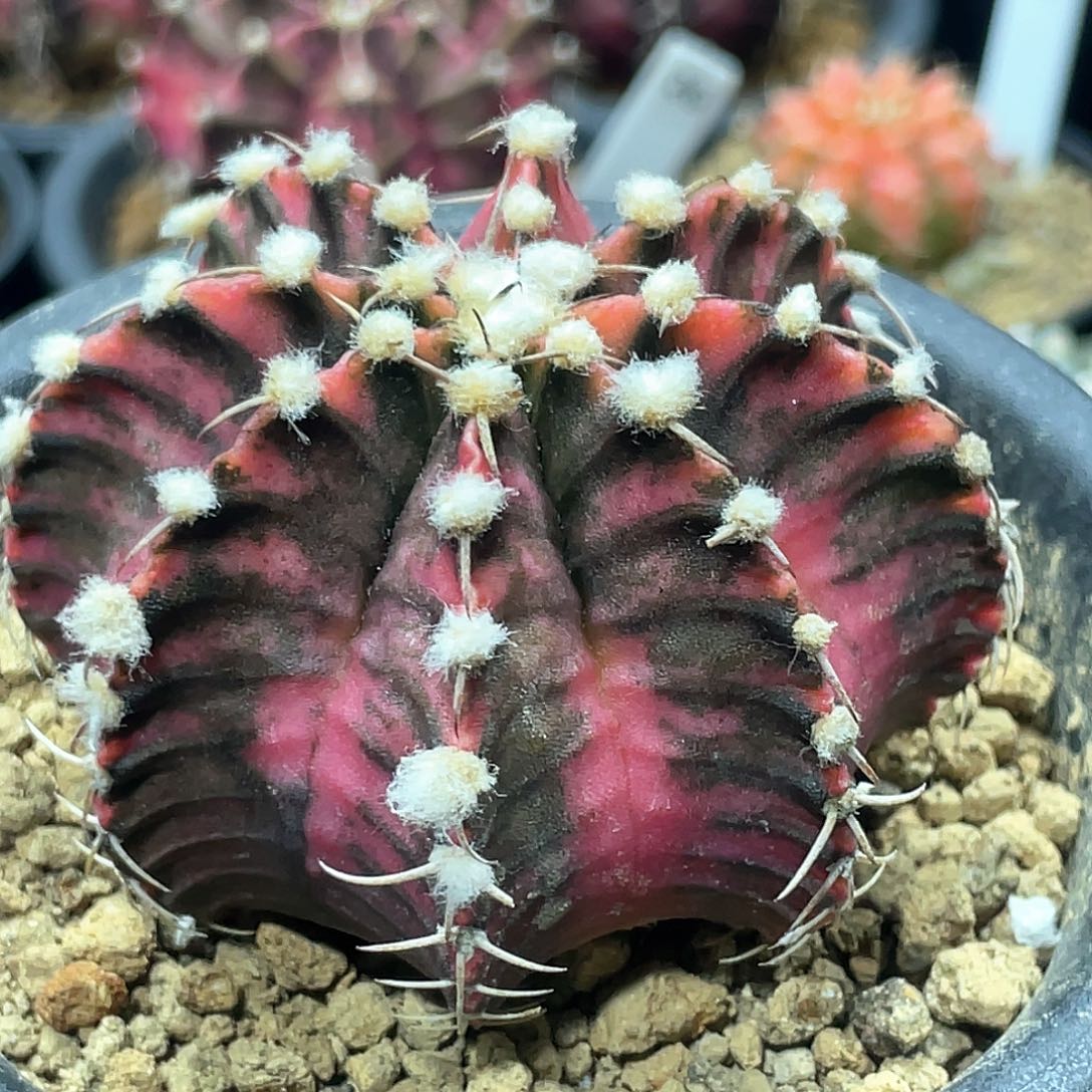 泰系实生，高绒臀锦虎斑肋骨锦