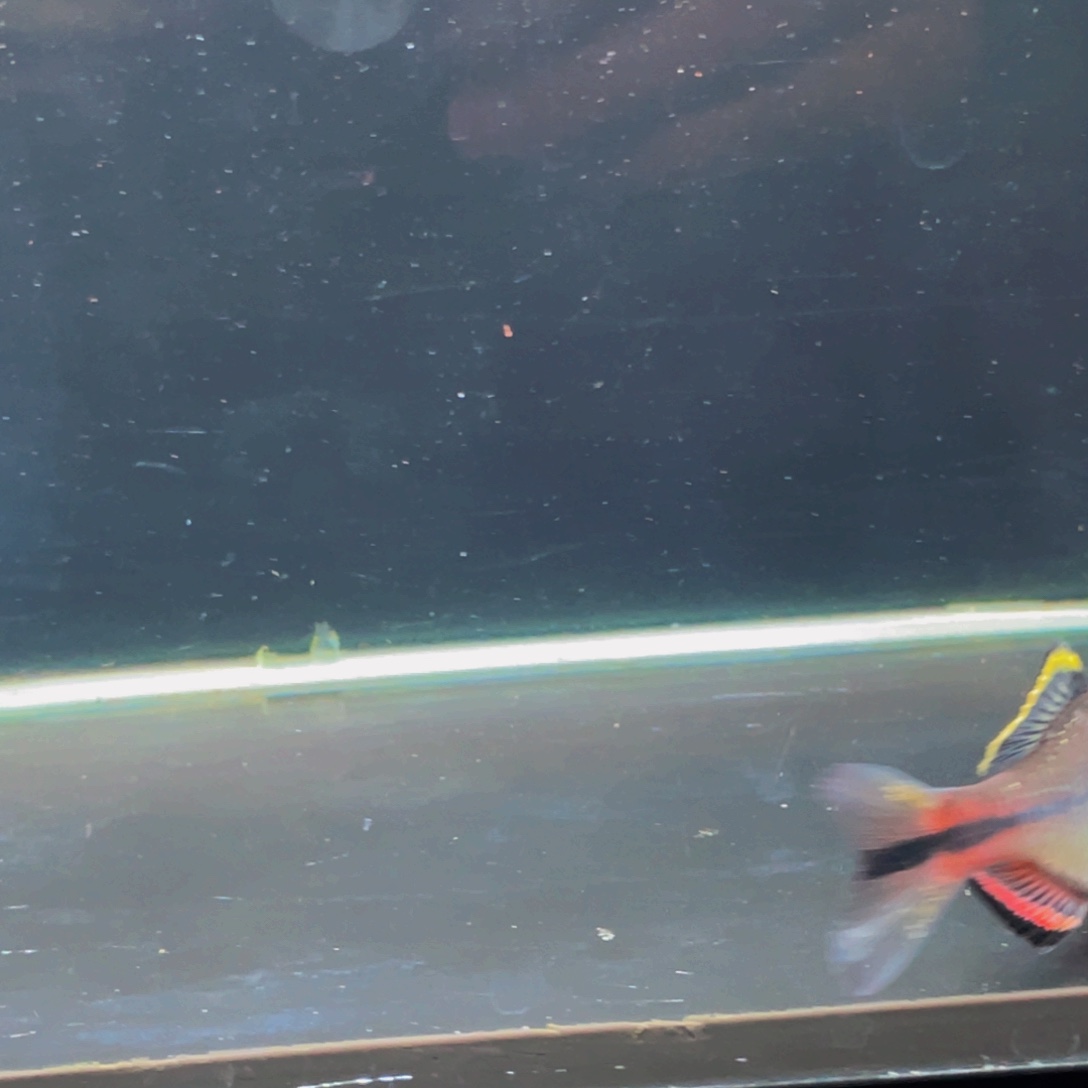 海水鱼莆田齐氏鱊