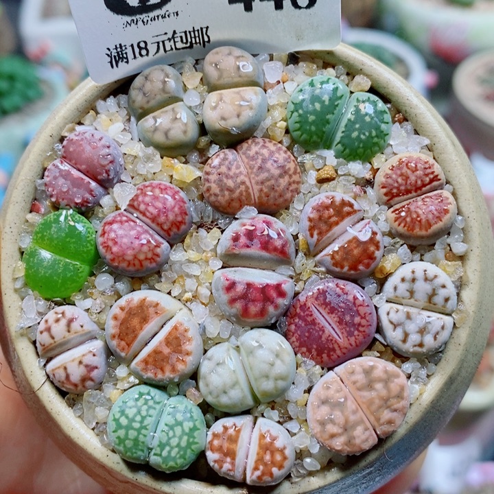 生石花花花花花花花448