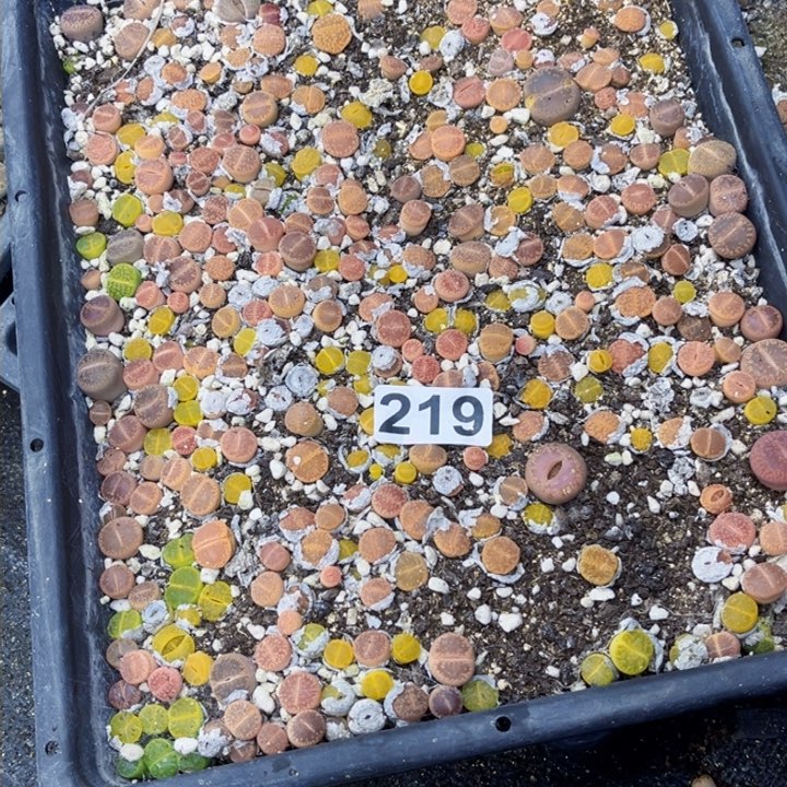 219 生石花一物一图如图带盆