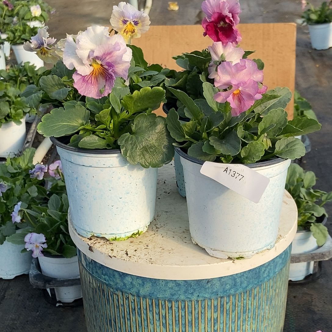 大部分花苞少量开放1377