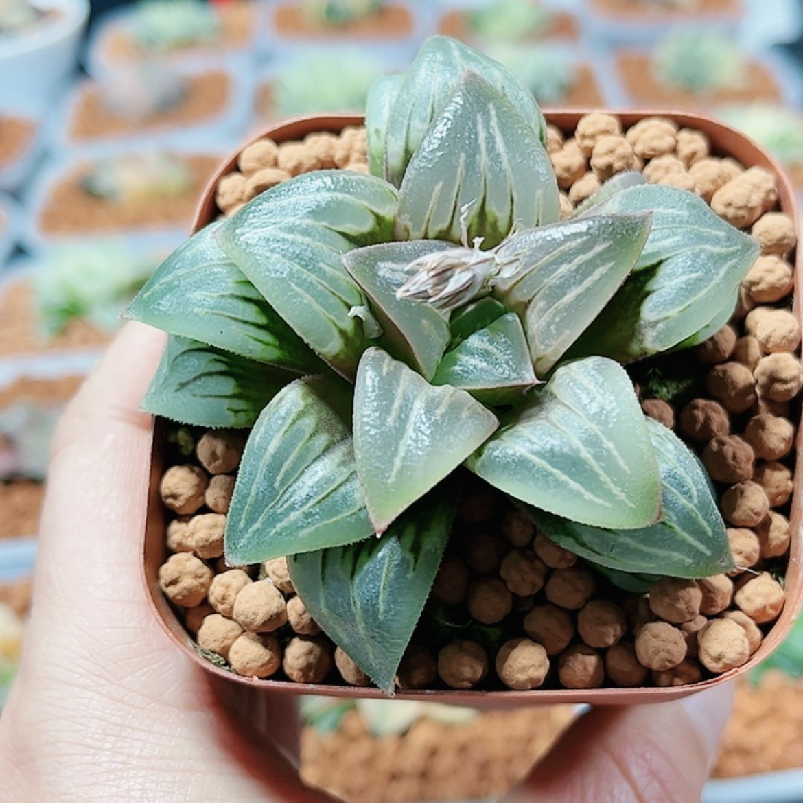 【闪购商品】白美人