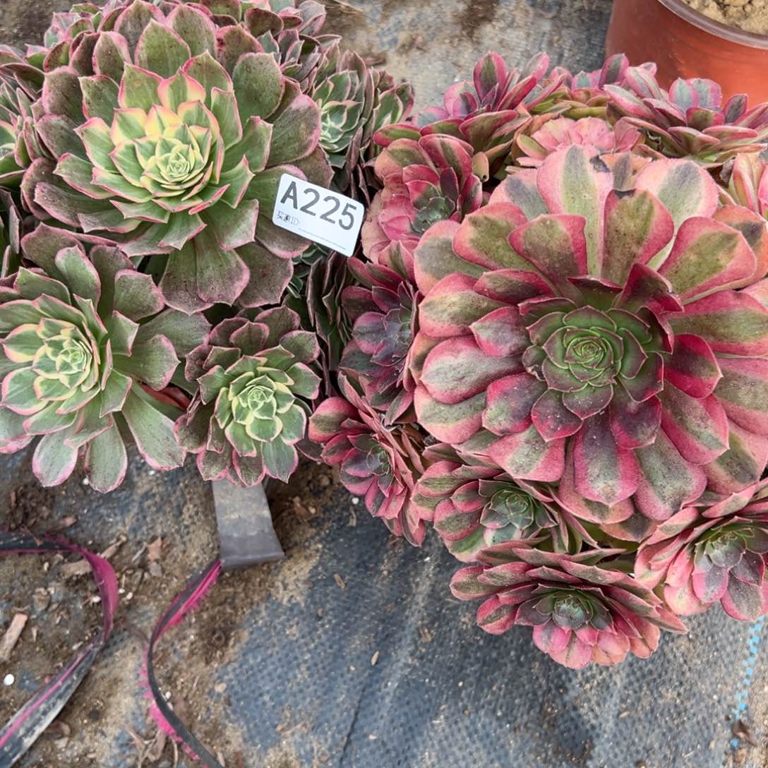 225两颗组合多肉植物