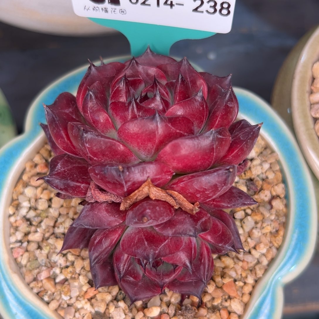 多肉一物一拍0214-238