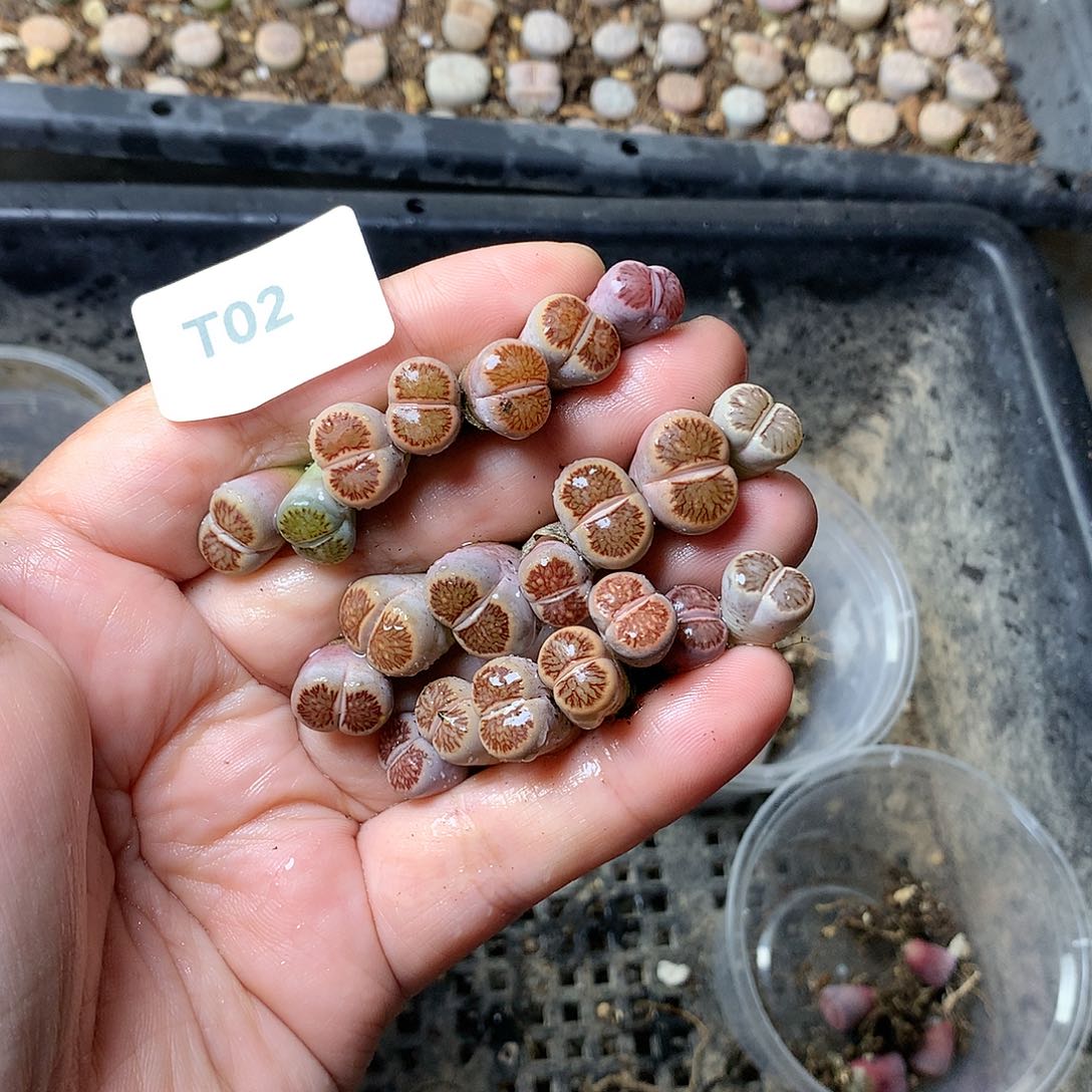 有****?T02多肉植物保护