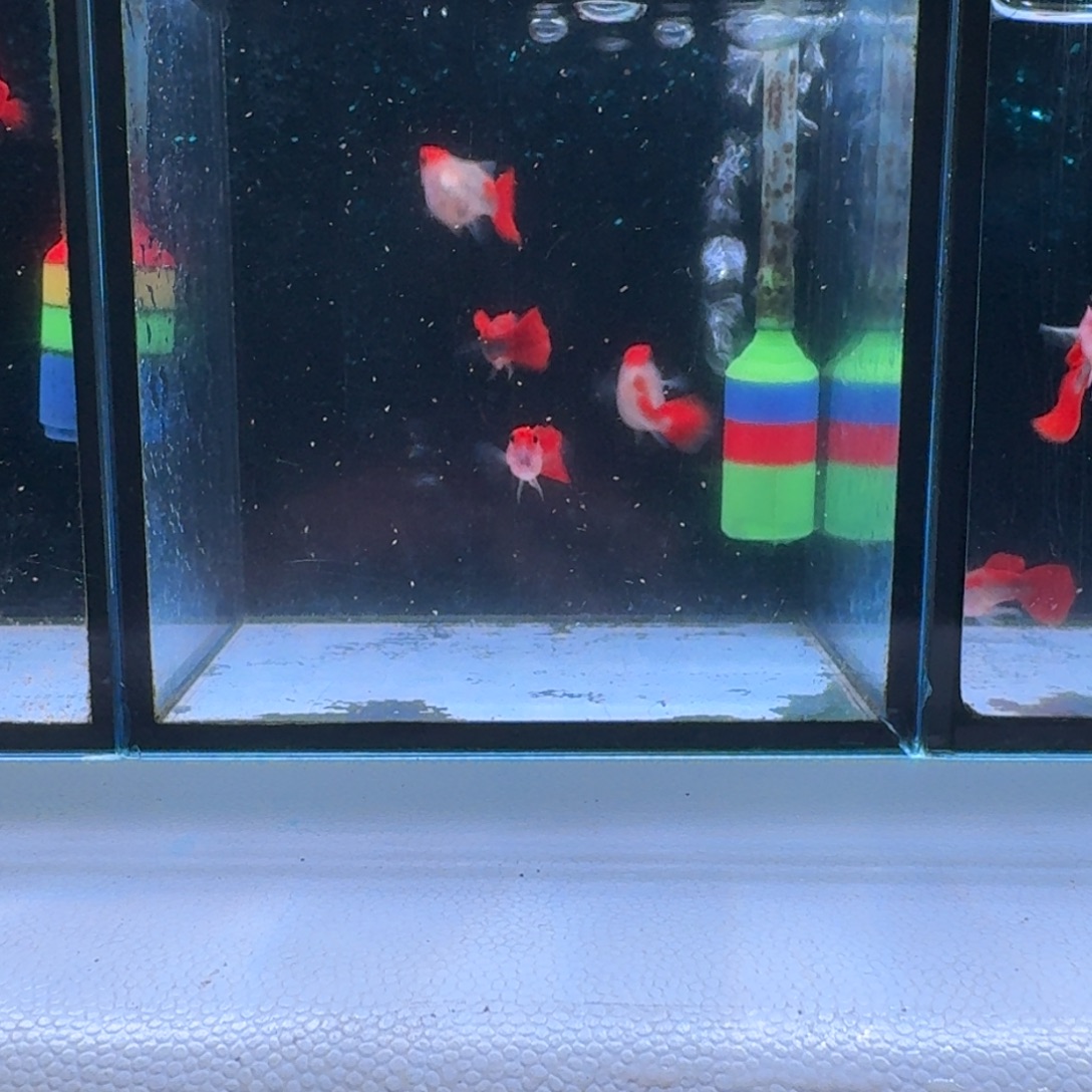 孔雀鱼524号深海玻璃猫2对