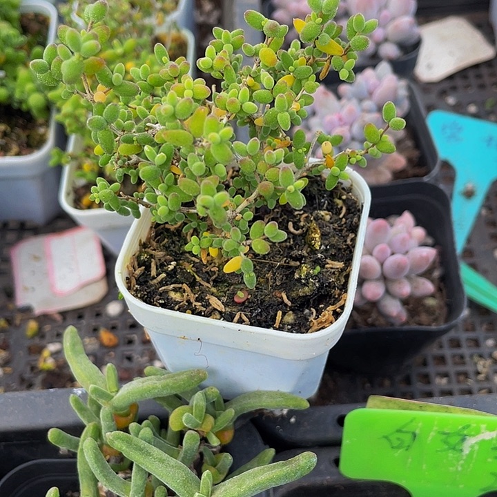 老庄枝干带盆土发