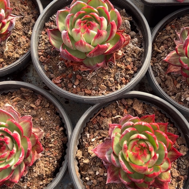 L***多肉植物L发货111111