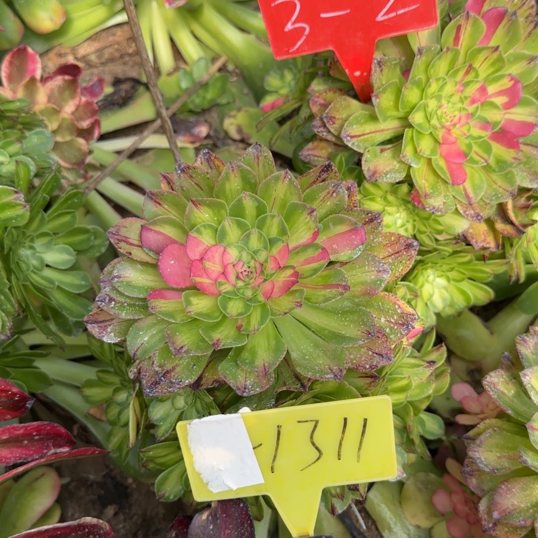 3-1311---多头多肉植物