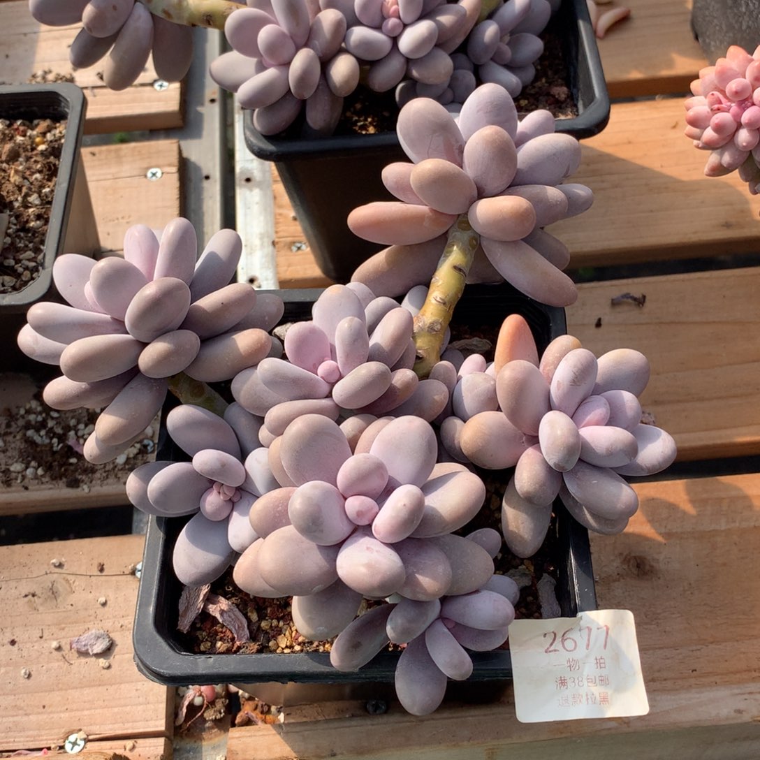 20厘米11头原始奶多肉2677