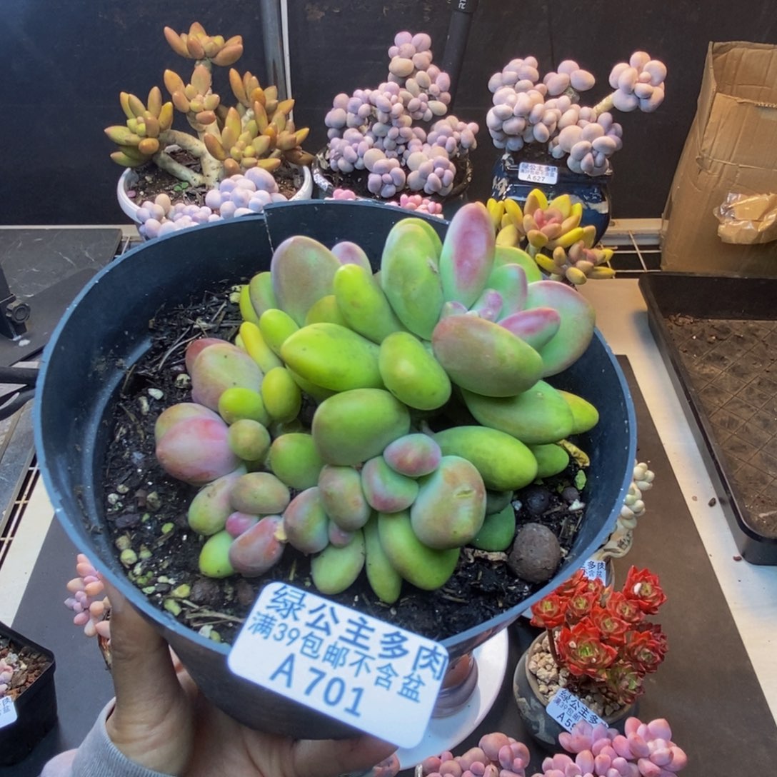 701芒果奶多肉11c m