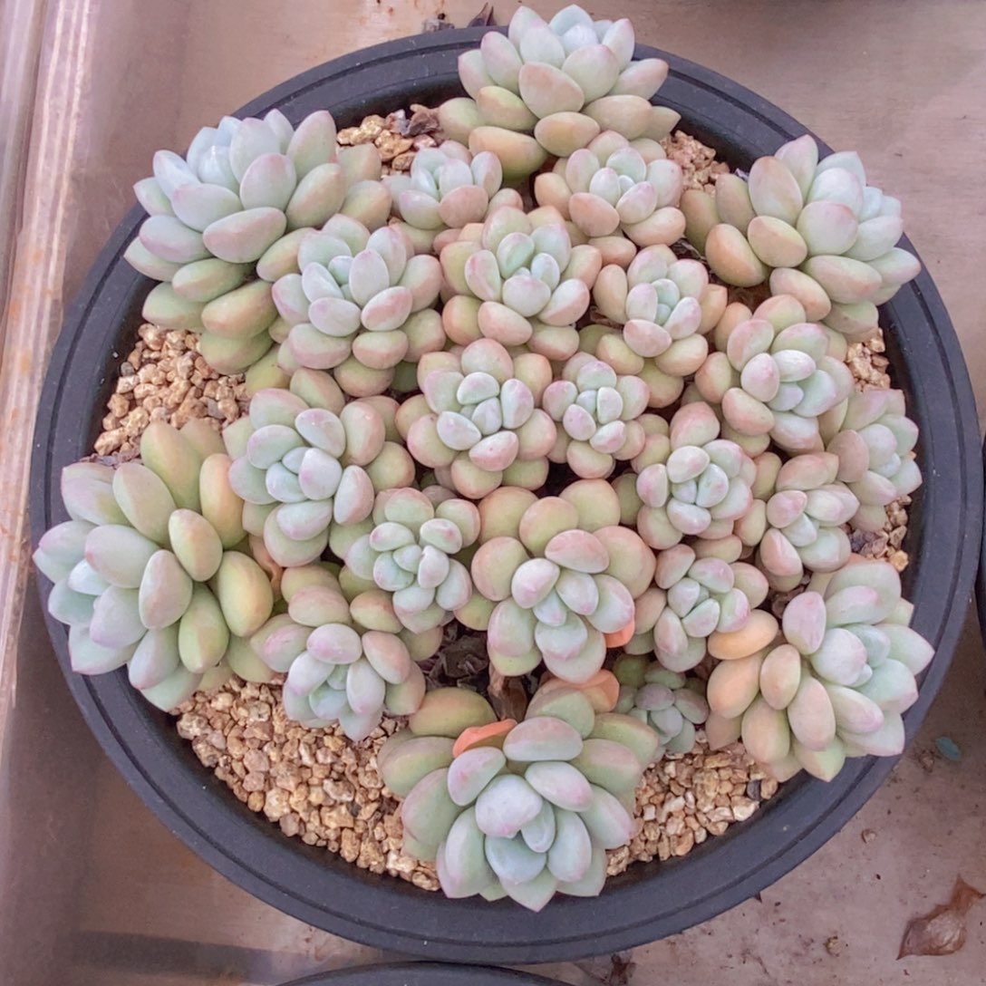 时***水泡泡糖 一物一拍。 