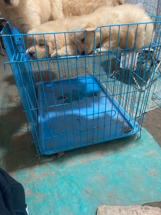 猫狗笼子展示笼展示价狗定金