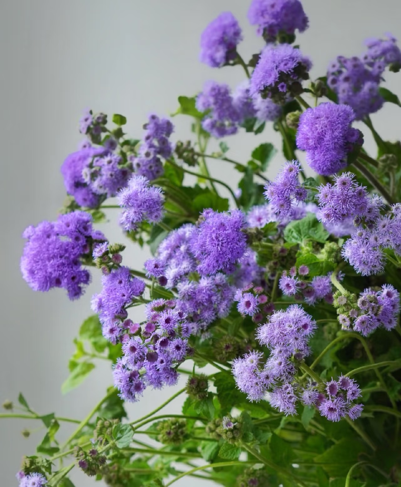 【买一送一】紫色藿香菊一把  花瓣像小绒毛很可爱  云南鲜花