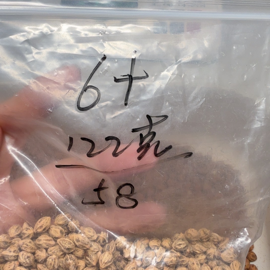 活***：柏香籽/百香籽吊坠