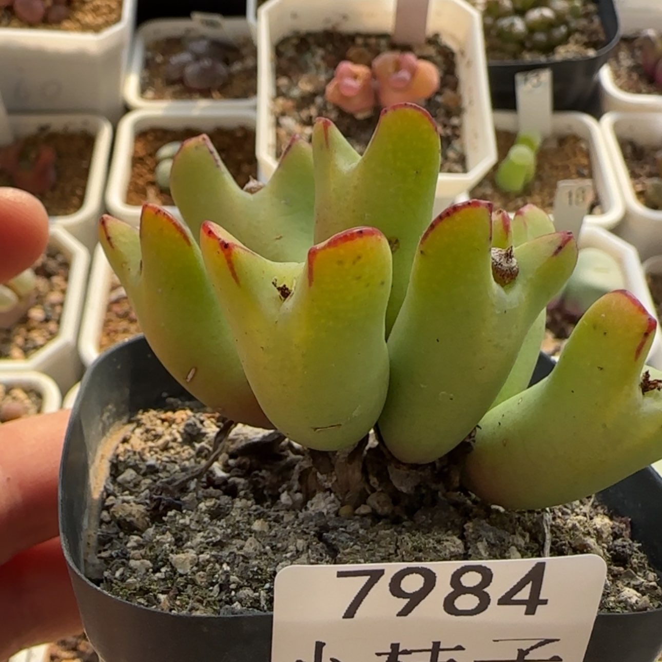 【闪购商品】7984