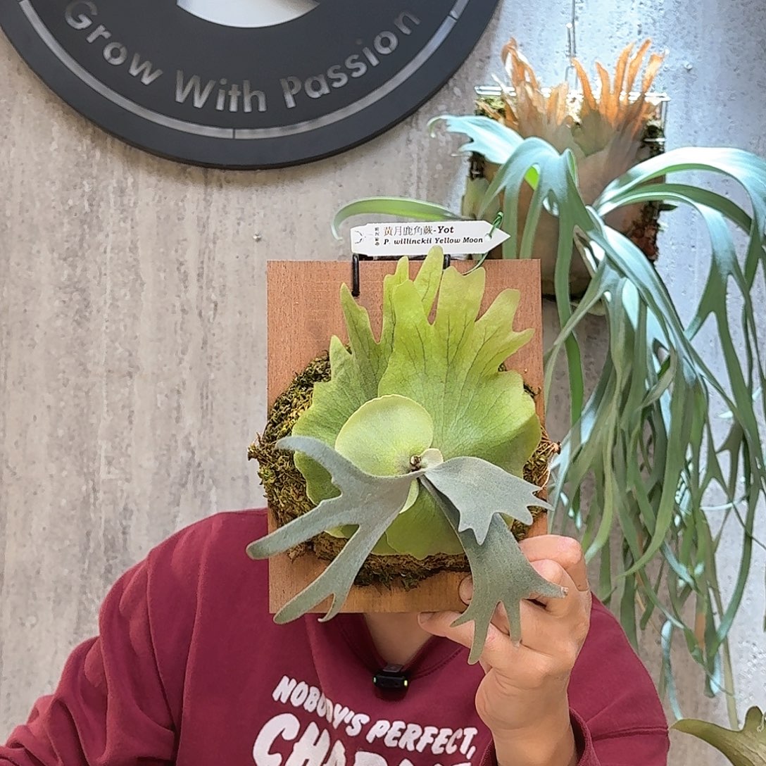 不开花植物黄月鹿角蕨yot