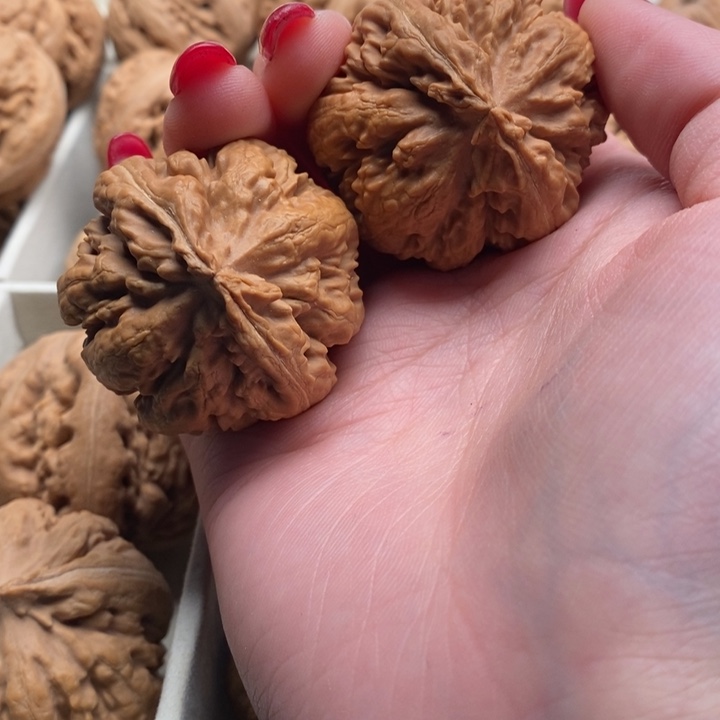 爱***仔霸王龙全品无修一道没动