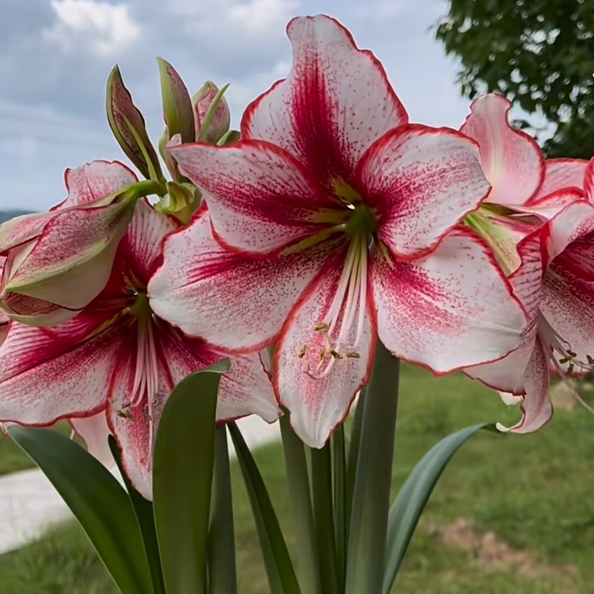 【朱顶红 奇亚拉2厘米〕 新年福利非组培 单瓣 苗情好包对版