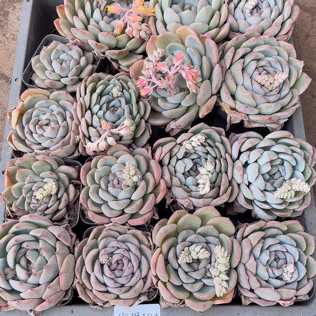 直播福利一物一拍104