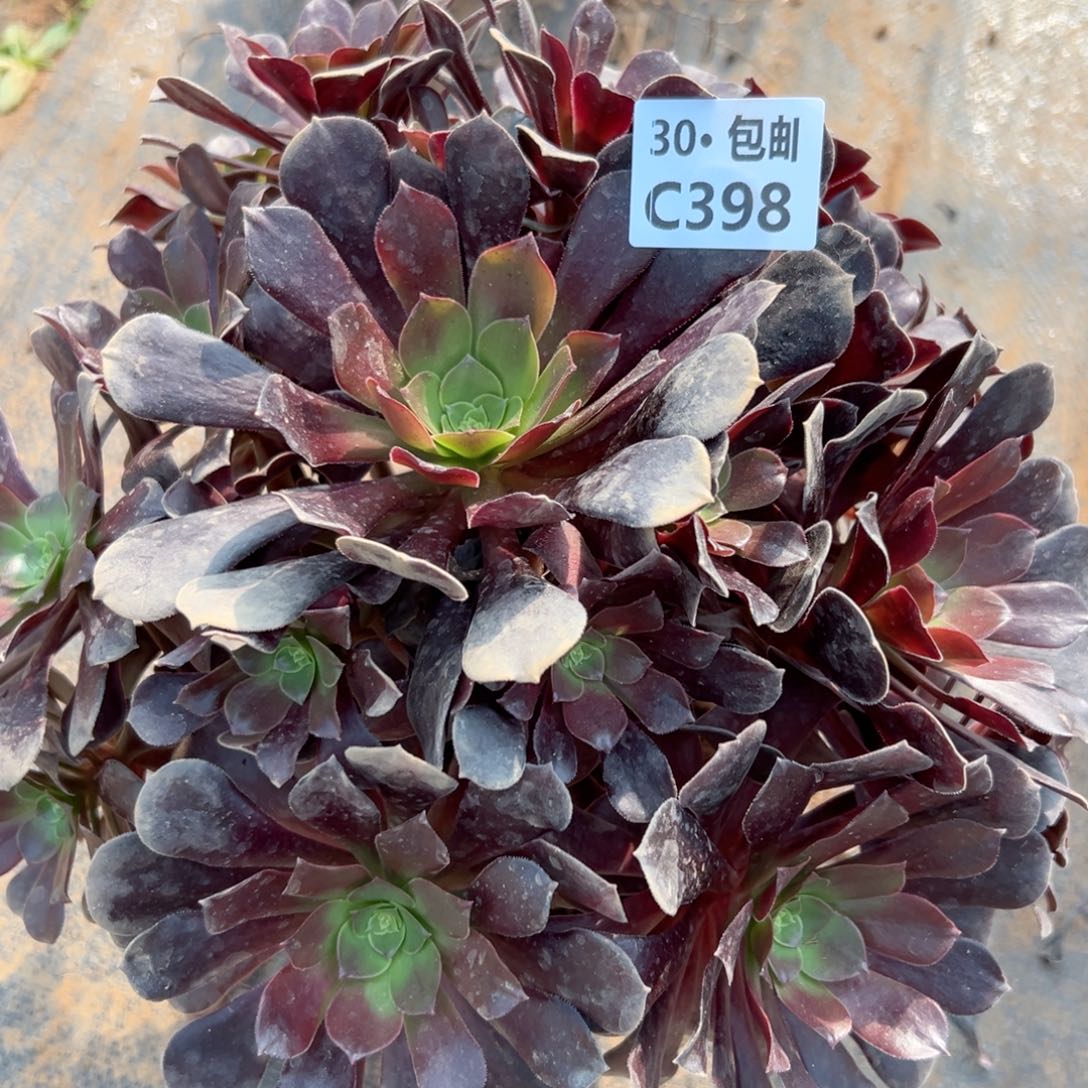 398 欧紫多肉法师