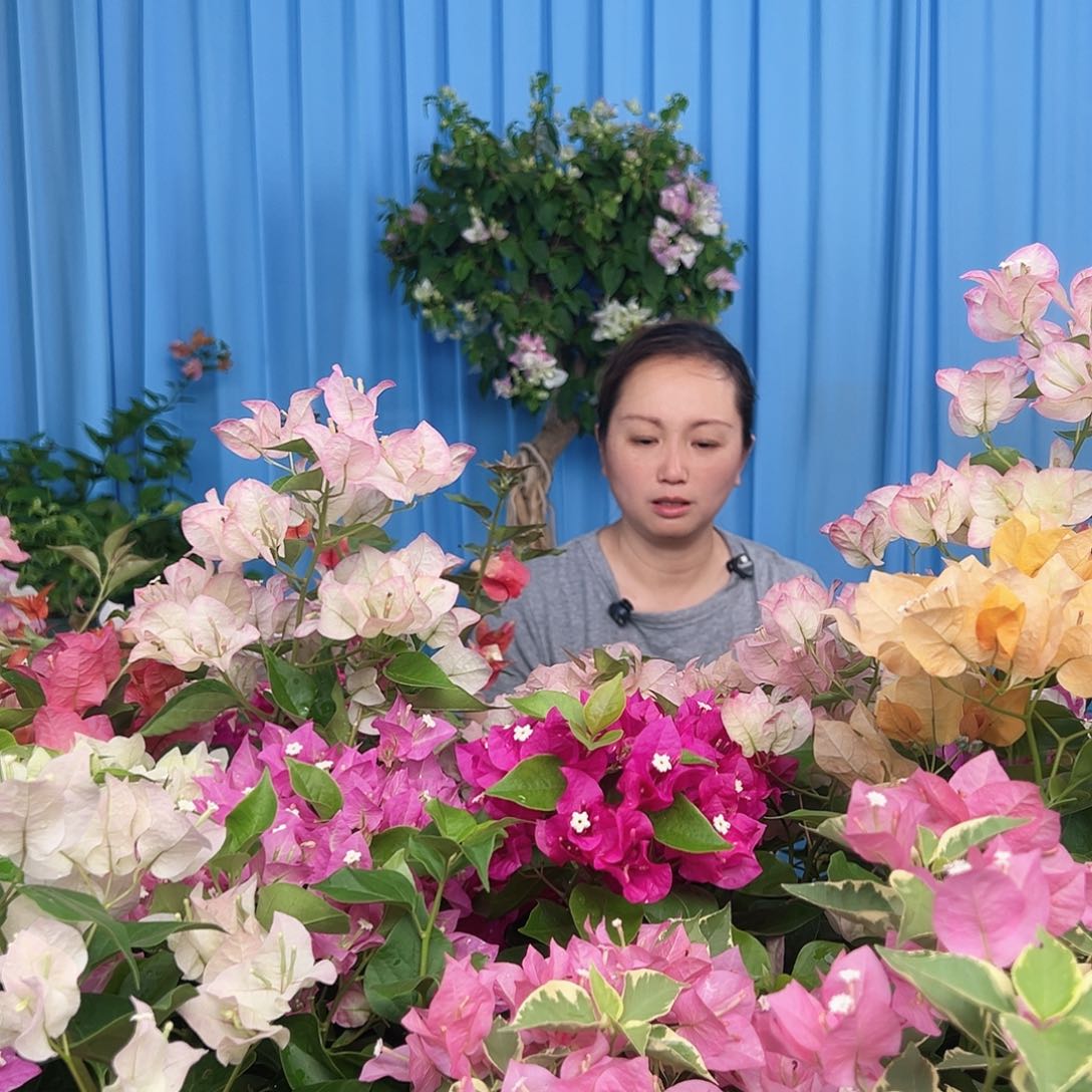 当前无花栽培后可以开花随机掌中宝一棵