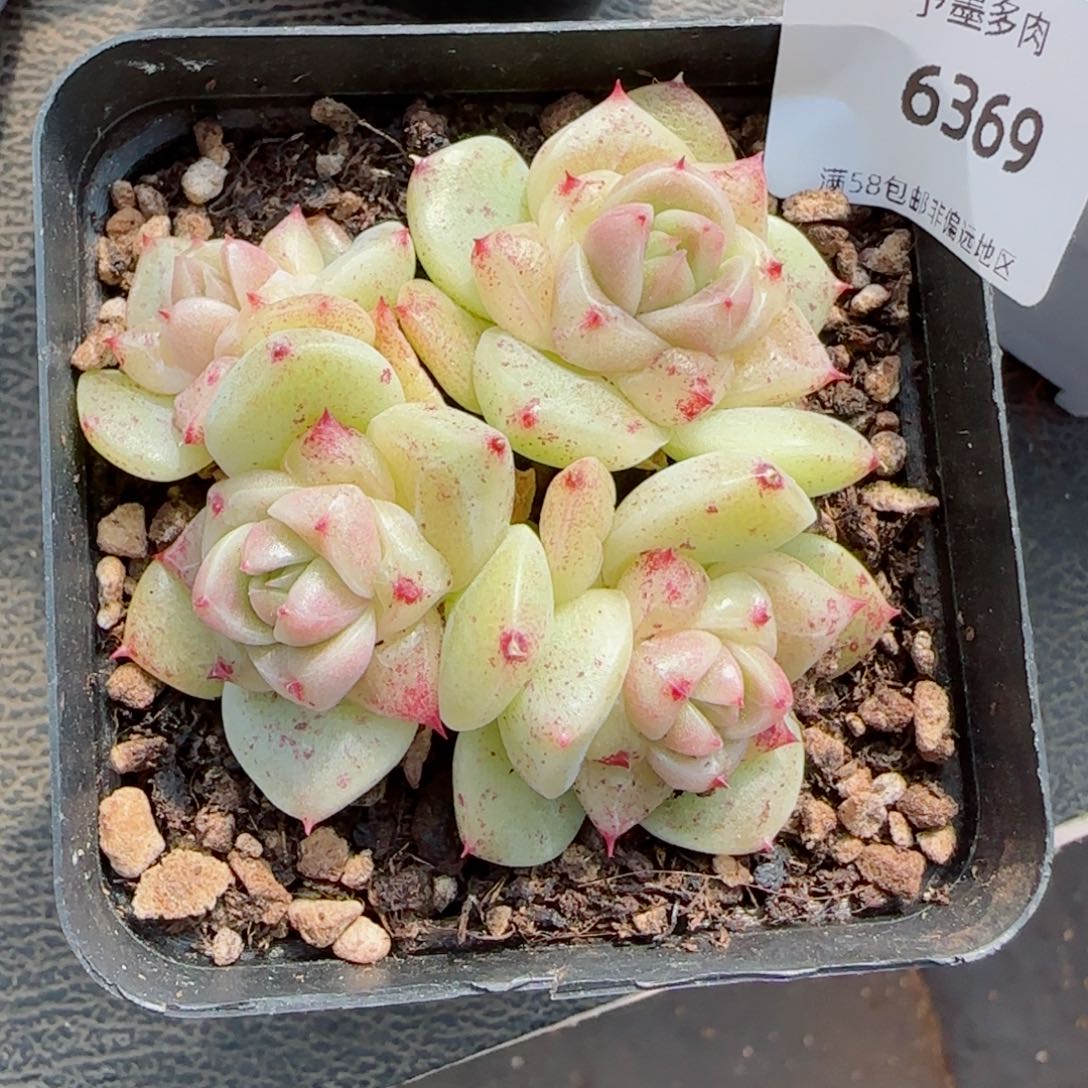 白底珍妮群，6369多肉植物