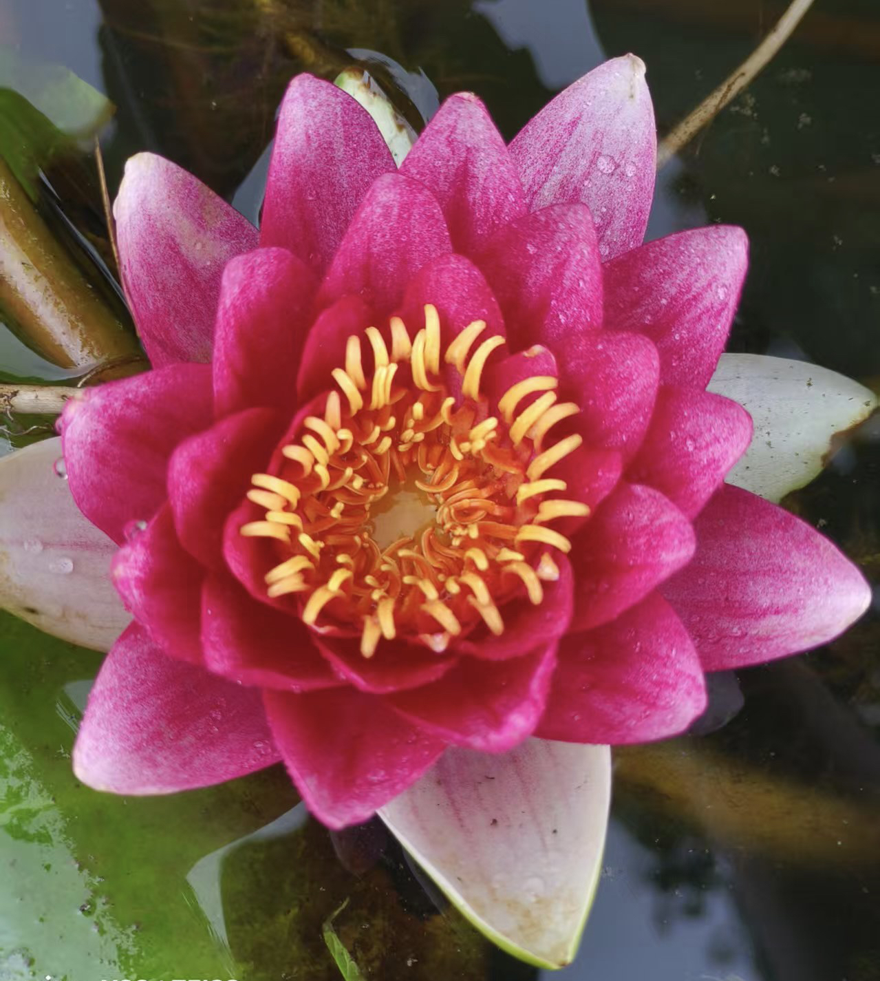 睡莲大花苞庭院阳台种植池塘【需要量大联系客服有优惠】