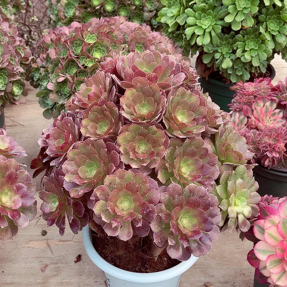 法师多肉植物荷兰玫瑰