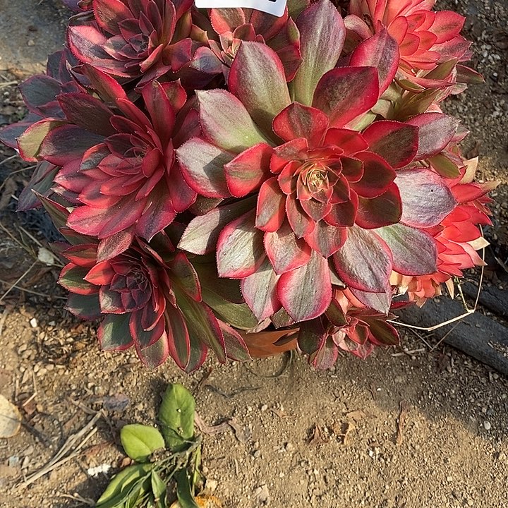 多肉植物黑魔锦509多肉