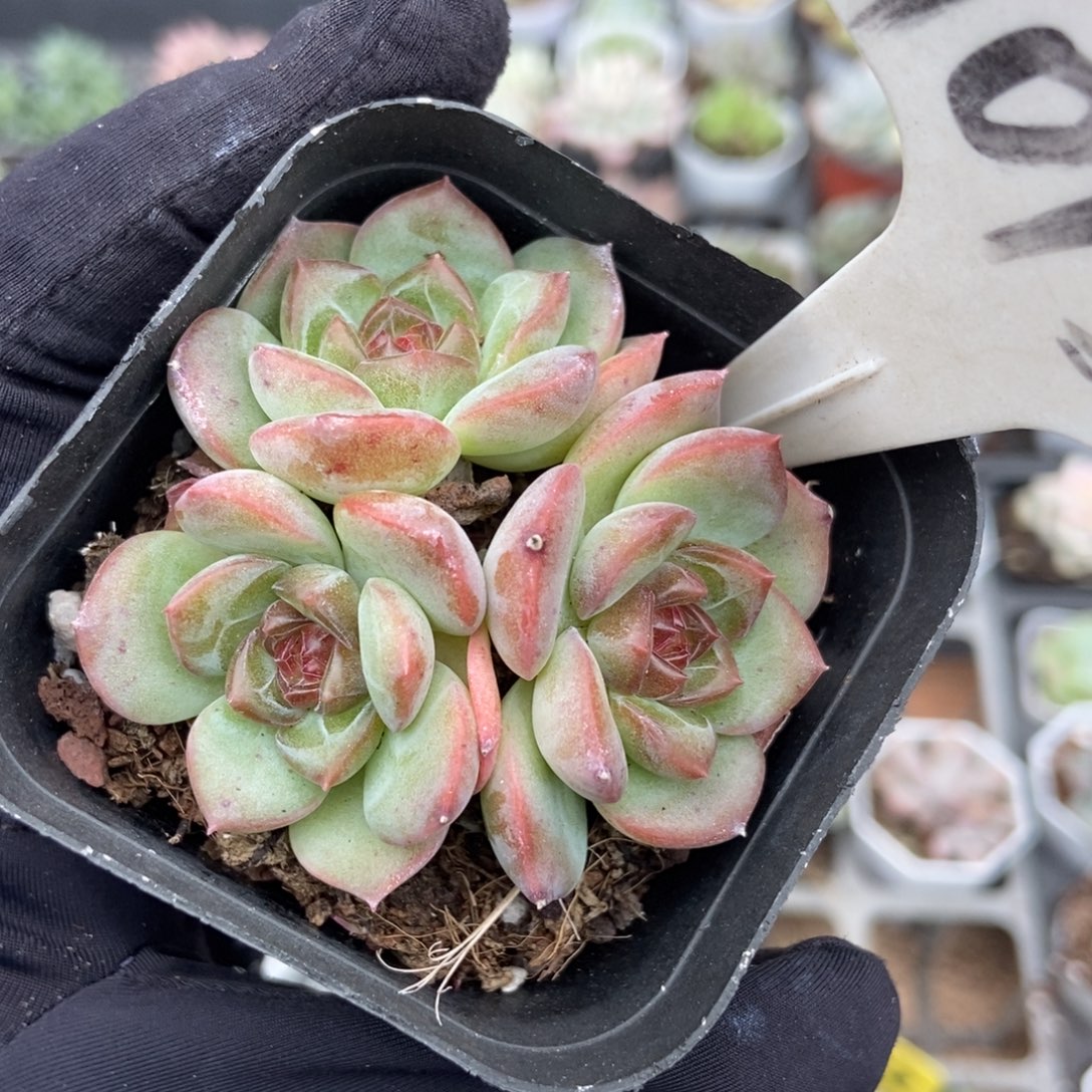 1013琴心多肉植物多肉